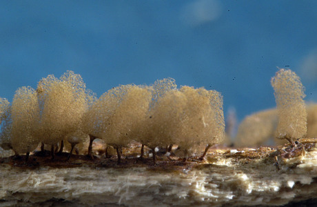Arcyria minuta (Arcyria minuta) - © Heinz Prelicz